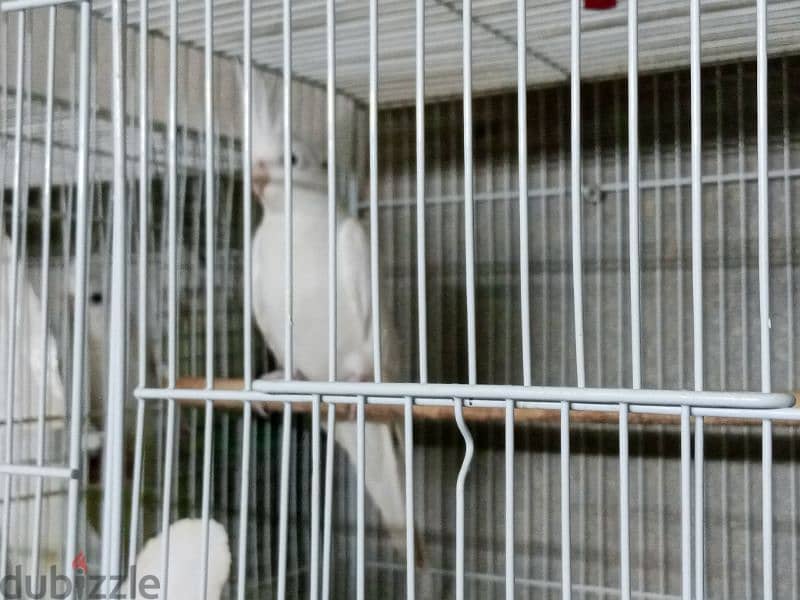 زوجين كوكتيل البينو منتجين cocktail albino breeding pair 1