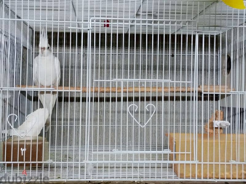 زوجين كوكتيل البينو منتجين cocktail albino breeding pair 2