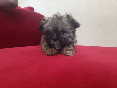 2 month old shih tzu