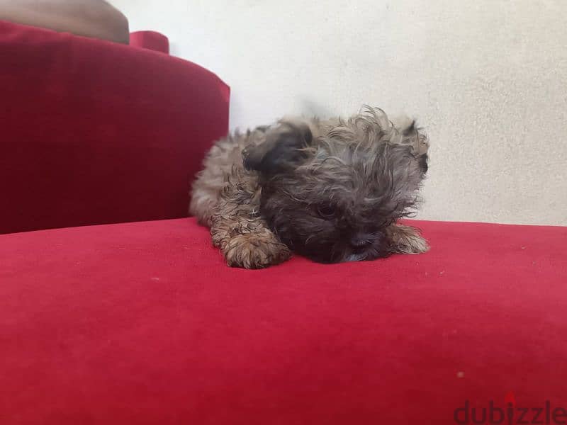 2 month old shih tzu 1