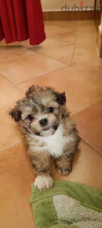 2 month old shih tzu 3