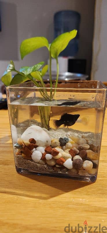 Aquarium for sale 1