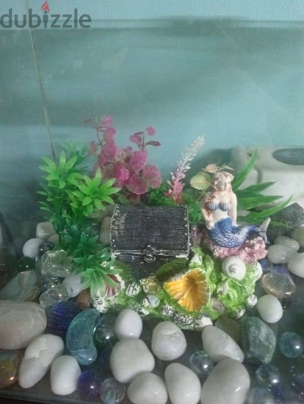 fish tank 1