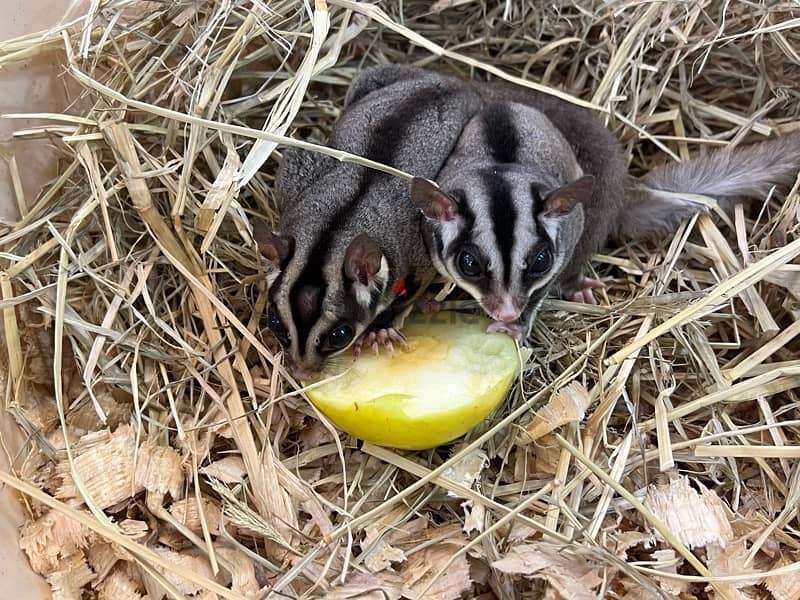 couples suger glider 2