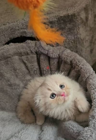 Scottish fold  Mix Hamalaya