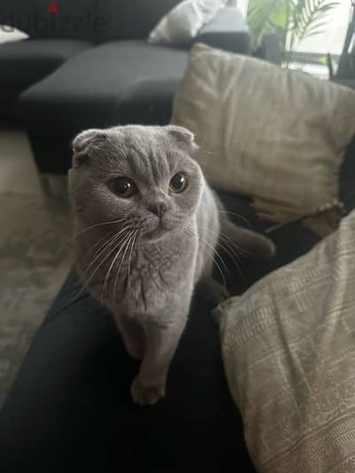 Cute Scottish super fold cat