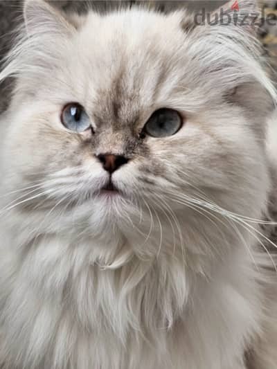 Beautiful Himalayan cat for adoption