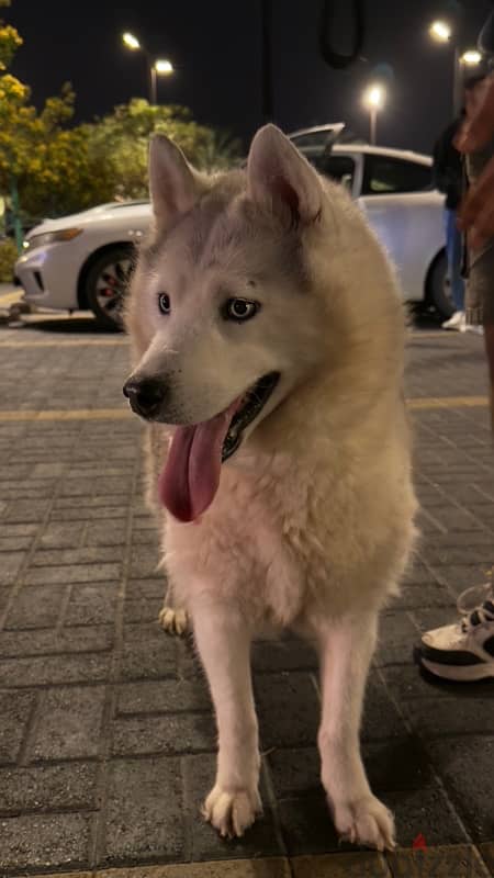 saiberian husky 1