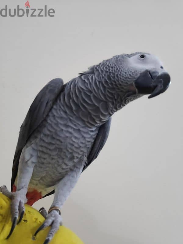 5 years old African grey for sale 0