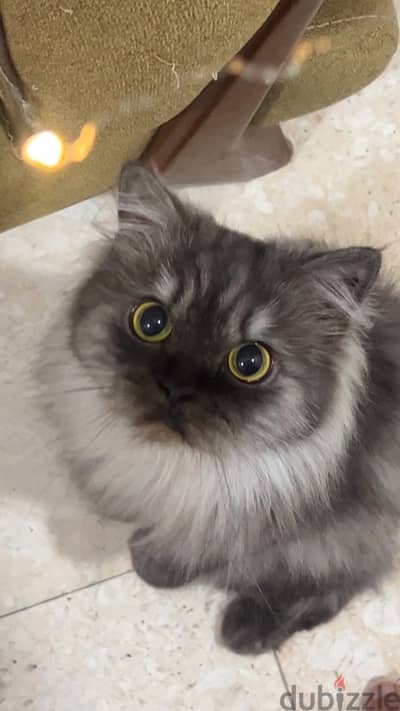 persian cat for adoption