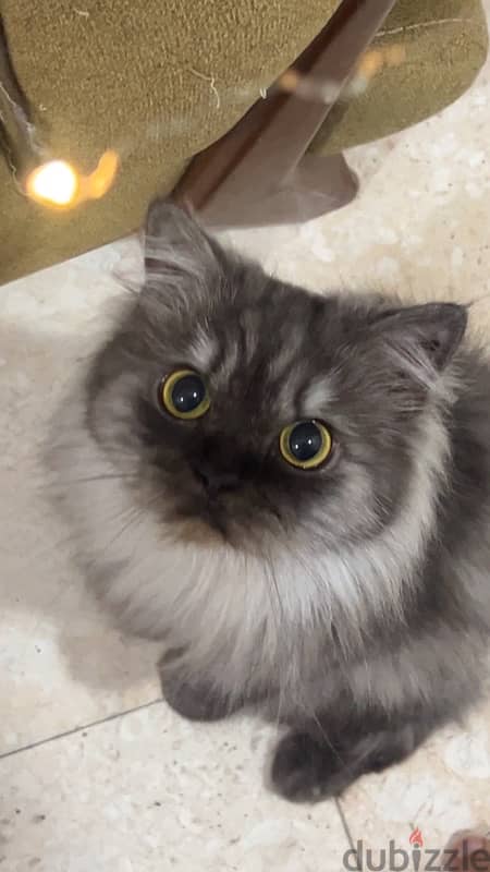 persian cat for adoption 0