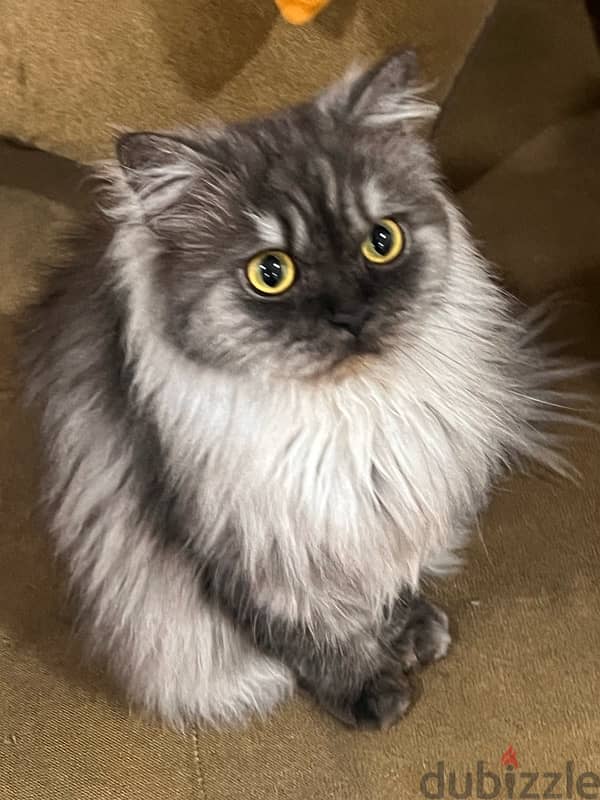 persian cat for adoption 1