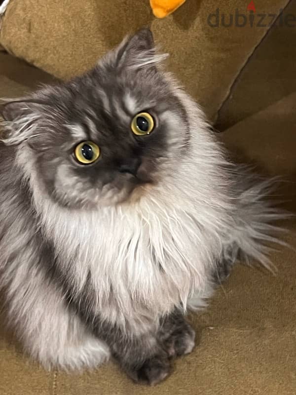 persian cat for adoption 2