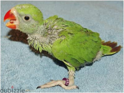 green Indian parrot for sale