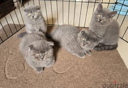 PURE scottish fold kittens