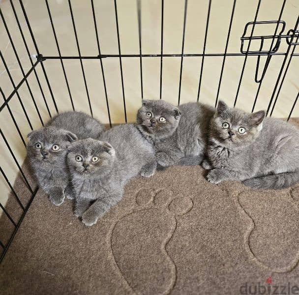 PURE scottish fold kittens 1