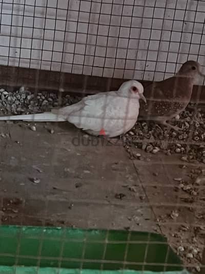 Snow White dove