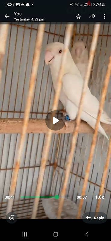 for sale love bird albino jumbo size with chick's