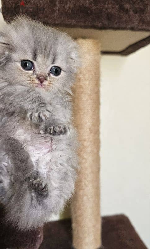 Scottish fold 0