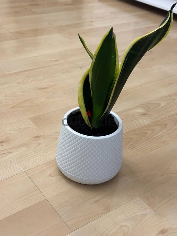 Snake Plants 1