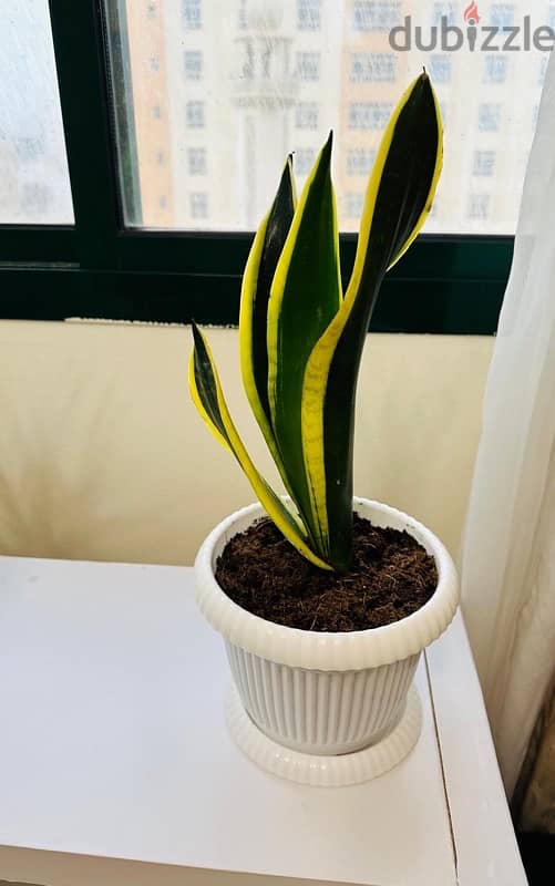 Snake Plants 2