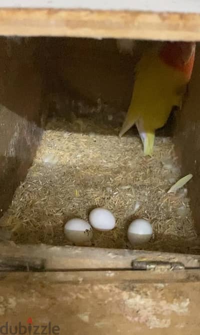 for sale love bird breeding pair with 3eggs