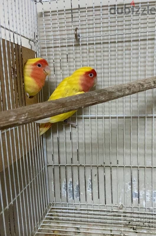 for sale love bird breeding pair with 3eggs 1