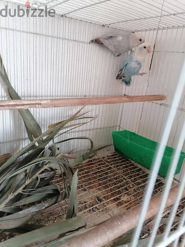 for sale love birds pair 17 BD 0