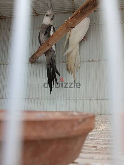 2 year jumbo size cocktails albino female male white face