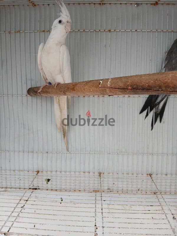 2 year jumbo size cocktails albino female male white face 1