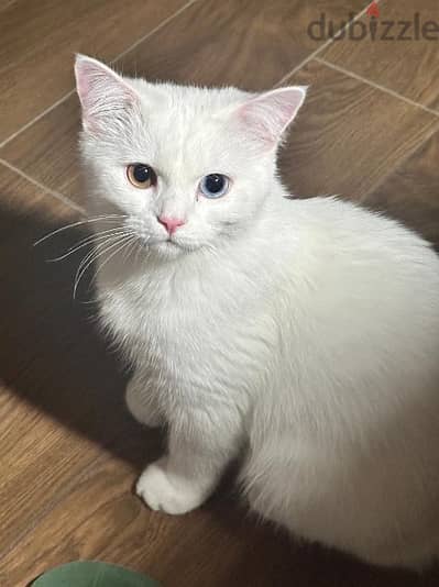 Male & female cats for adoption