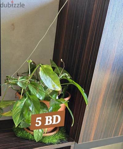 indoor plants for sale