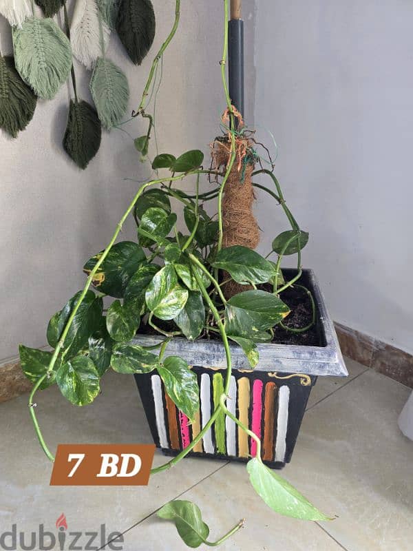 indoor plants for sale 1