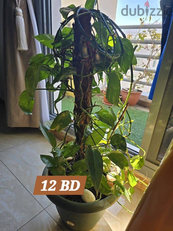 indoor plants for sale 2