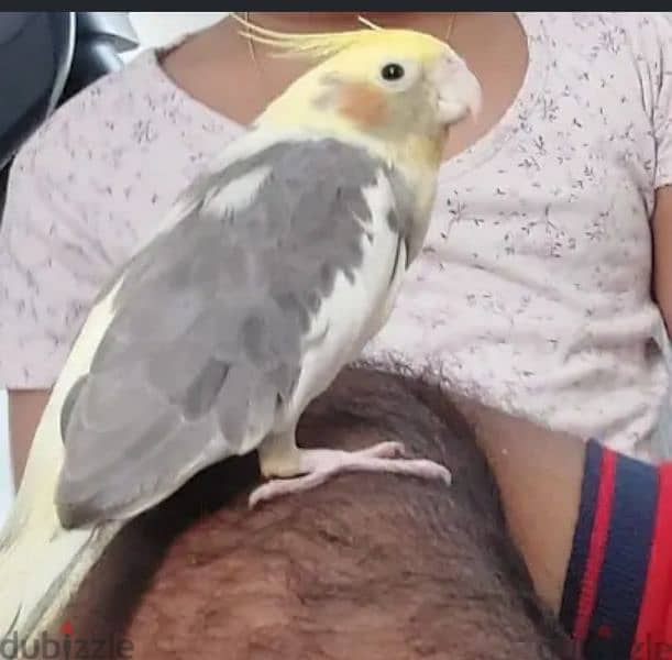 Cockatiel 1