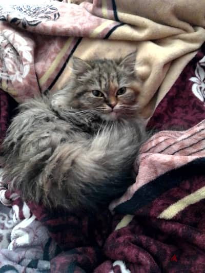 Persian cat home trained