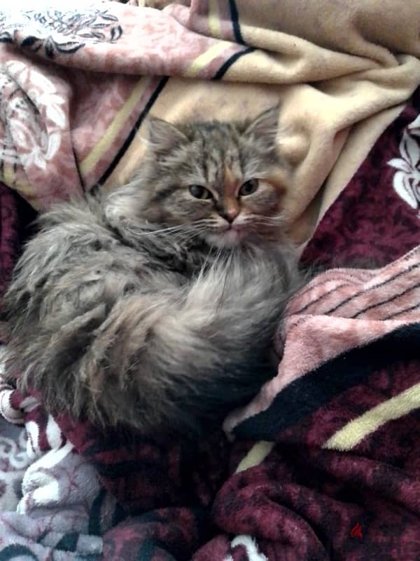 Persian cat home trained 0