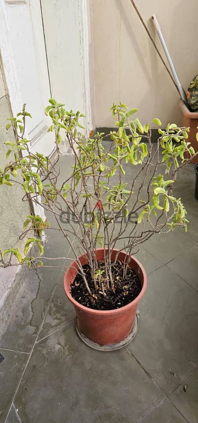 Plant Tulsi