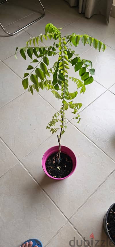 Plant Curry leaves