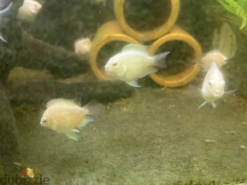 Polar white fish 4