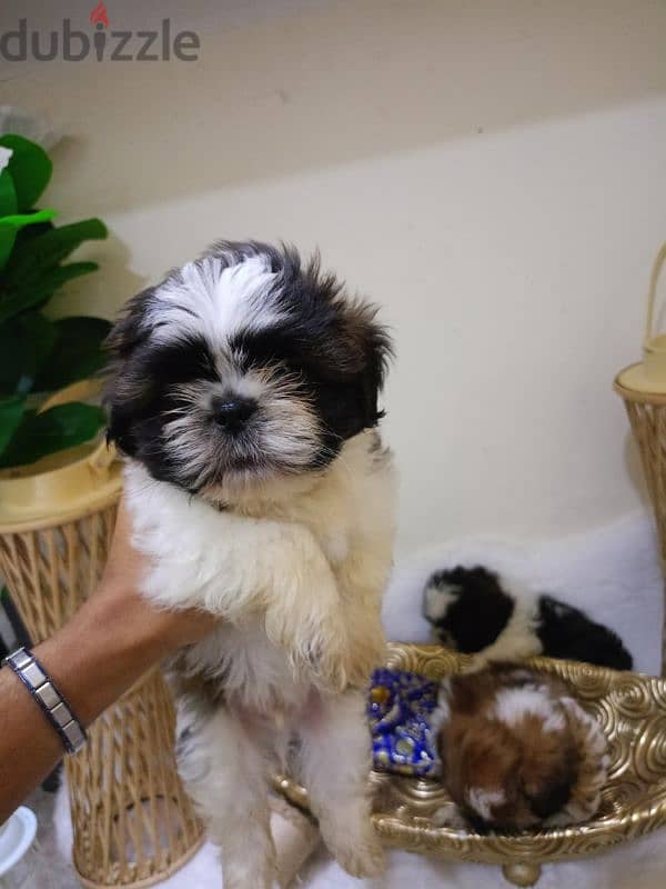 بوبي مني شيتزو /Bobby Mini Shih Tzu 4