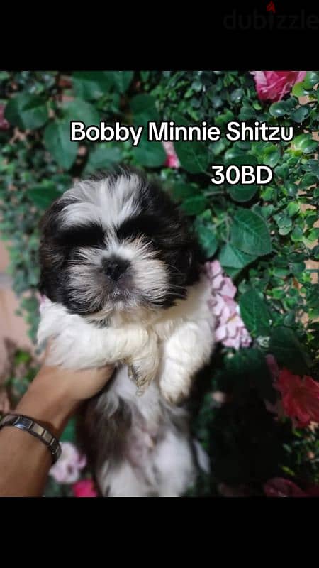 بوبي مني شيتزو /Bobby Mini Shih Tzu 5