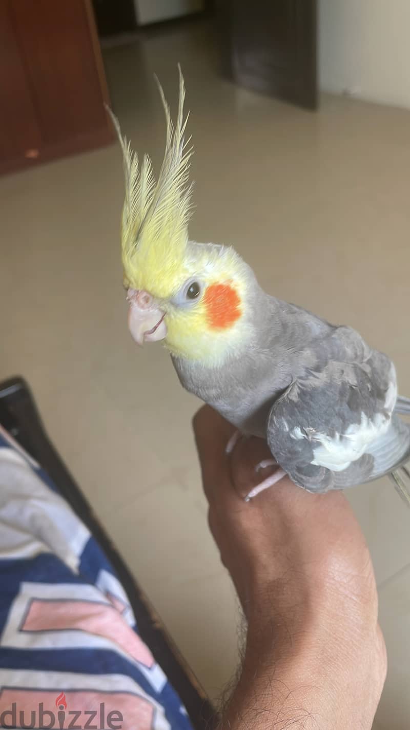 Bird for sale 3