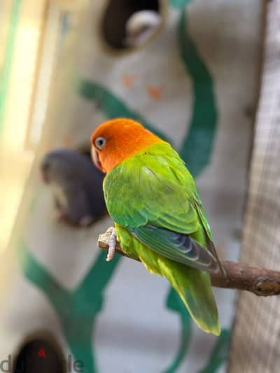 Birds with cage for sale