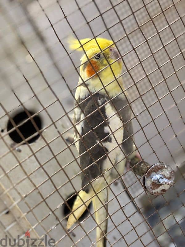 Cockatiel with cage for sale 1