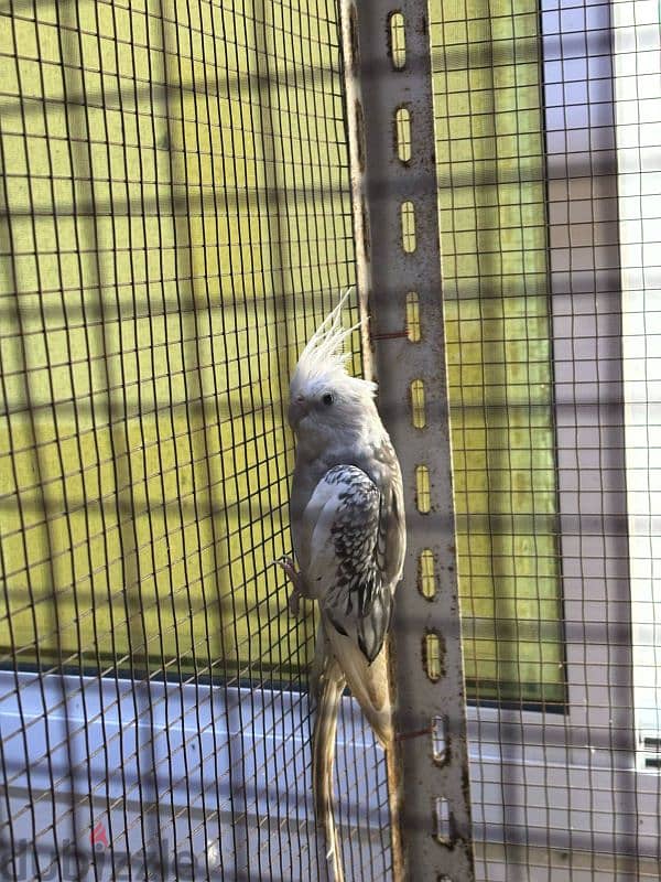 Cockatiel with cage for sale 2