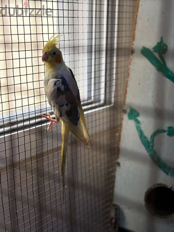 Cockatiel with cage for sale 3