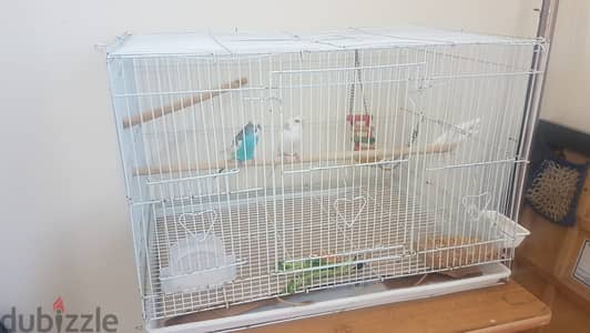 HEALTHY BUDGIES BLUE ADULT PAIR WITH BIG CAGE