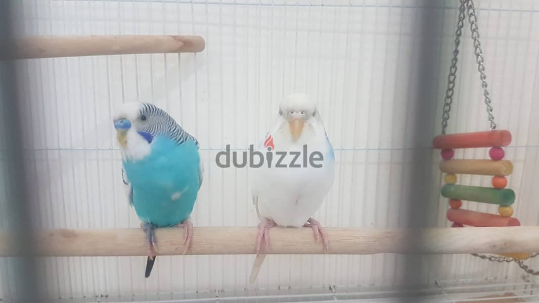 HEALTHY BUDGIES BLUE ADULT PAIR WITH BIG CAGE 1