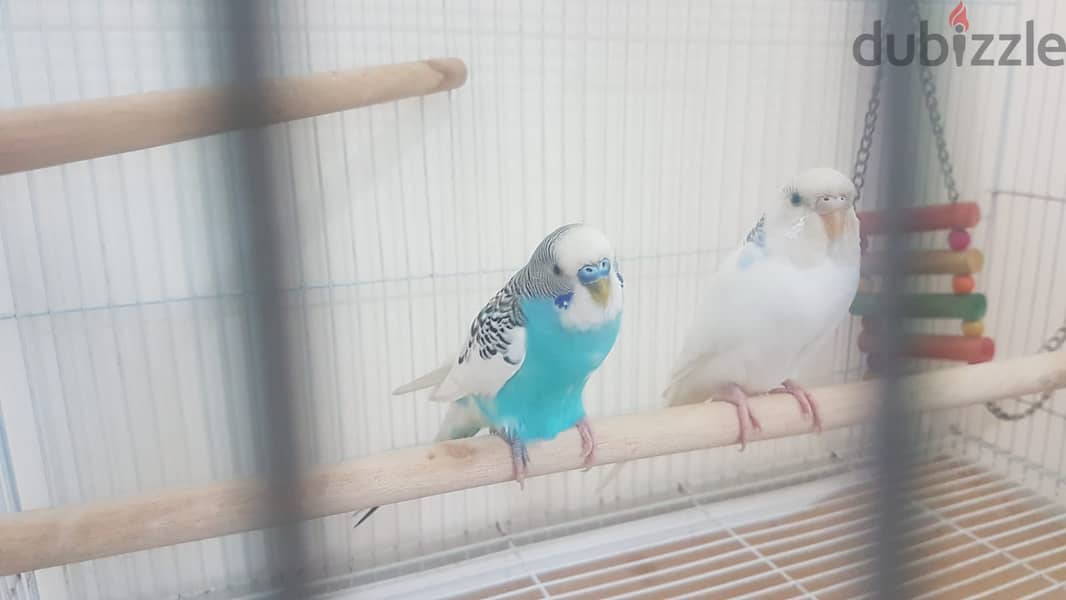 HEALTHY BUDGIES BLUE ADULT PAIR WITH BIG CAGE 2